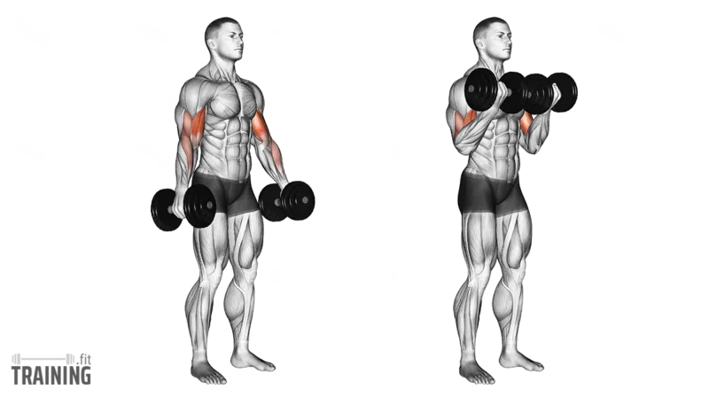 Dumbbell curl form
