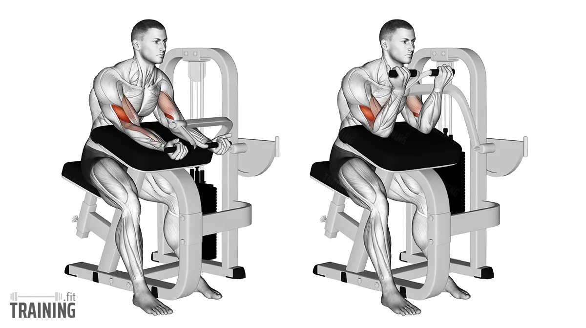 Preacher curl form