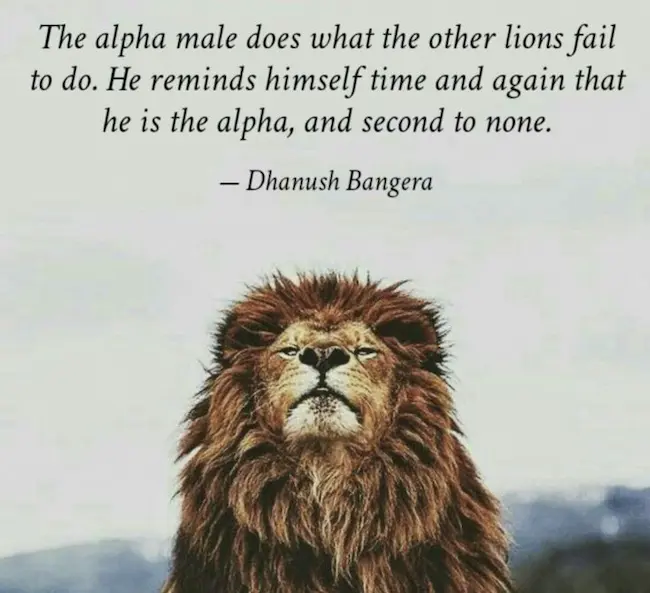 The alpha leads with composure